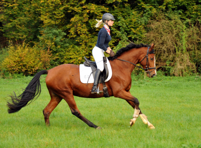 Trakehner Stute Schwalbenpoesie von Exclusiv u.d. Schwalbenfee v. Freudenfest, Foto Beate Langels