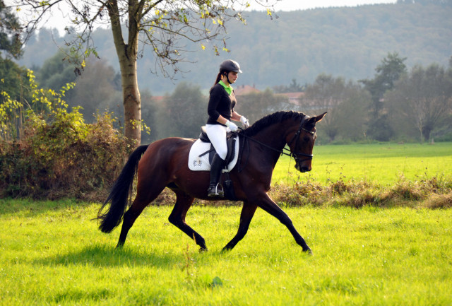  Schwalbenlicht v. Imperio - Exclusiv- copyright Beate Langels, Trakehner 
Gestt Hmelschenburg