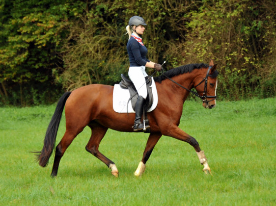 Trakehner Stute Schwalbenpoesie von Exclusiv u.d. Schwalbenfee v. Freudenfest, Foto Beate Langels