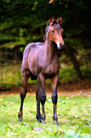 Trakehner Stutfohlen von Saint Cyr - Polarion - Rockefeller , Foto: Beate Langels - Trakehner Gestt Hmelschenburg