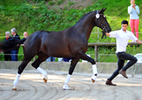 Trakehner Hengst von Saint Cyr x Alter Fritz x Kostolany, Foto: Beate Langels Gestt Hmelschenburg
