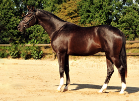 Trakehner Hengst von Saint Cyr x Alter Fritz x Kostolany, Foto: Beate Langels Gestt Hmelschenburg
