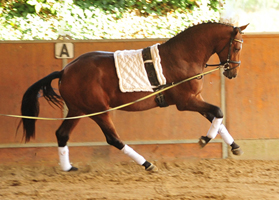 Kacyro - Trakehner Hengst von Saint Cyr x Freudenfest, Foto: Beate Langels Gestt Hmelschenburg