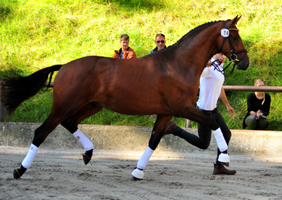 Kacyro - Trakehner Hengst von Saint Cyr x Freudenfest, Foto: Beate Langels Gestt Hmelschenburg