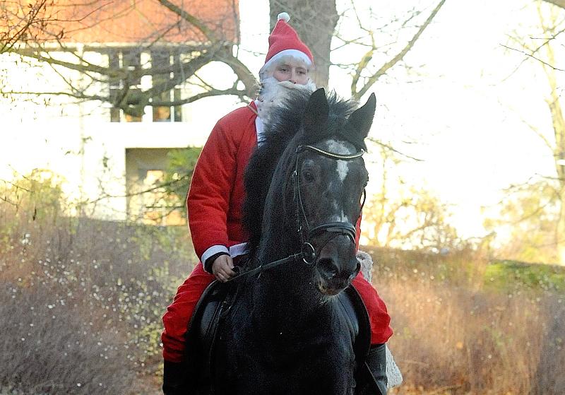 Der Hmelschenburger Trakehner Hengst Exclusiv und der Nikolaus - Foto: Beate Langels - Trakehner Gestt Hmelschenburg