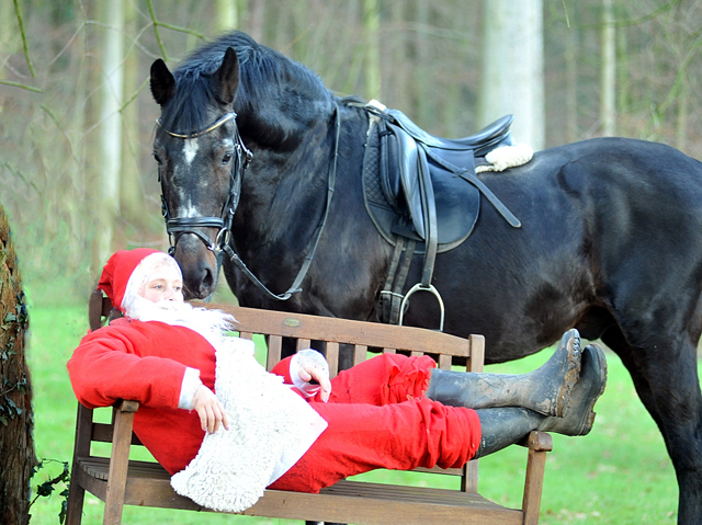 Der Hmelschenburger Trakehner Hengst Exclusiv und der Nikolaus - Foto: Beate Langels - Trakehner Gestt Hmelschenburg