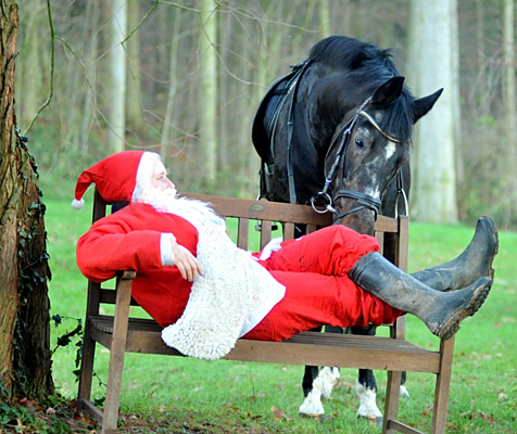 Exclusiv von Starway - Trakehner Pr�mienhengst - aufgestellt im 
Trakehner Gest�t H�melschenburg