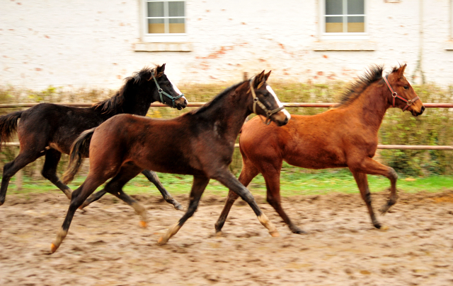 Frisch abgesetzt - unsere Hengstfohlen des Jahrgangs 2017 - Trakehner Gestt Hmelschenburg - Beate Langels