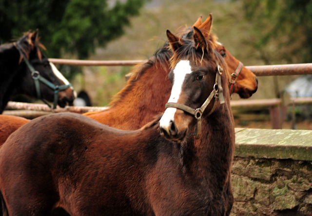 Frisch abgesetzt - unsere Hengstfohlen des Jahrgangs 2017 - Trakehner Gestt Hmelschenburg - Beate Langels