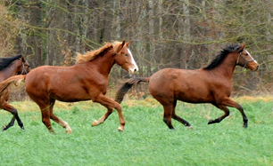 Impressionen vom Dezember 2021 - Trakehner Gestt Hmelschenburg  - Foto: Beate Langels