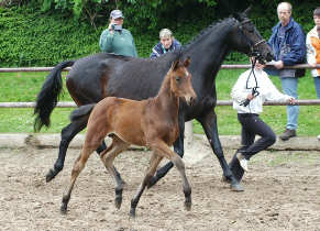 Stutfohlen von Perechlest u.d. Vicenza v. Showmaster, Trakehner Gestt Hmelschenburg