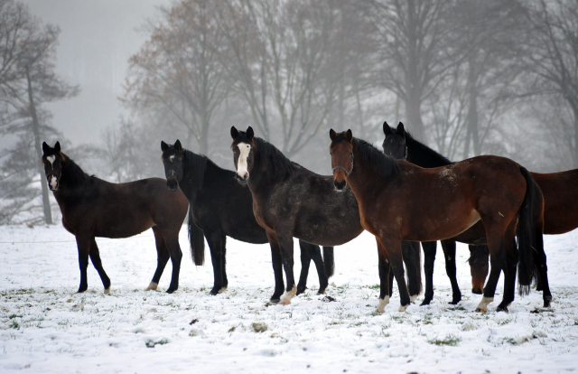 Die Stuten auf der Feldweide - 7. Januar 2016  im
Trakehner Gestt Hmelschenburg