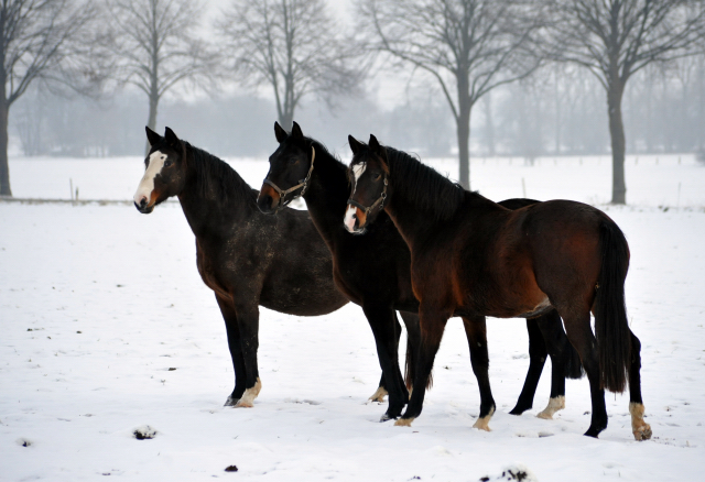 Die Stuten auf der Feldweide - 7. Januar 2016  im
Trakehner Gestt Hmelschenburg