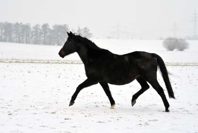 Die Stuten auf der Feldweide - 7. Januar 2016  im
Trakehner Gestt Hmelschenburg