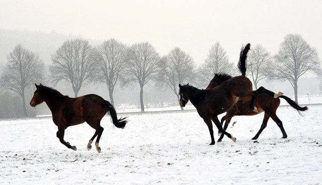 Die Stuten auf der Feldweide - 7. Januar 2016  im
Trakehner Gestt Hmelschenburg