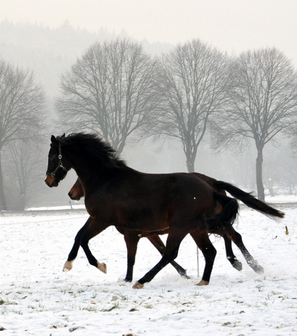 Die Stuten auf der Feldweide - 7. Januar 2016  im
Trakehner Gestt Hmelschenburg