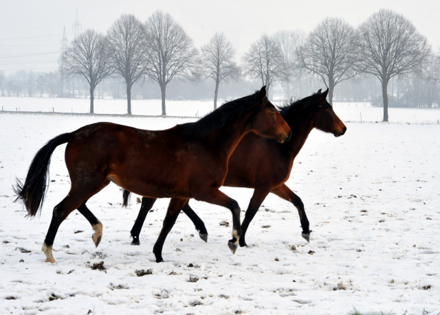 Die Stuten auf der Feldweide - 7. Januar 2016  im
Trakehner Gestt Hmelschenburg