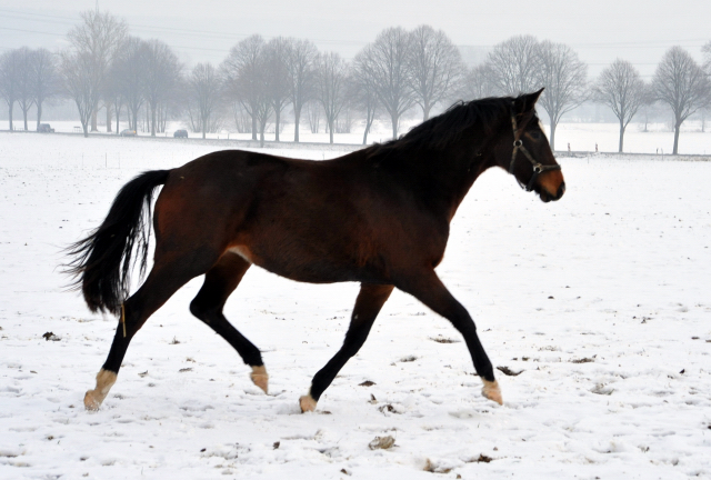 Die Stuten auf der Feldweide - 7. Januar 2016  im
Trakehner Gestt Hmelschenburg