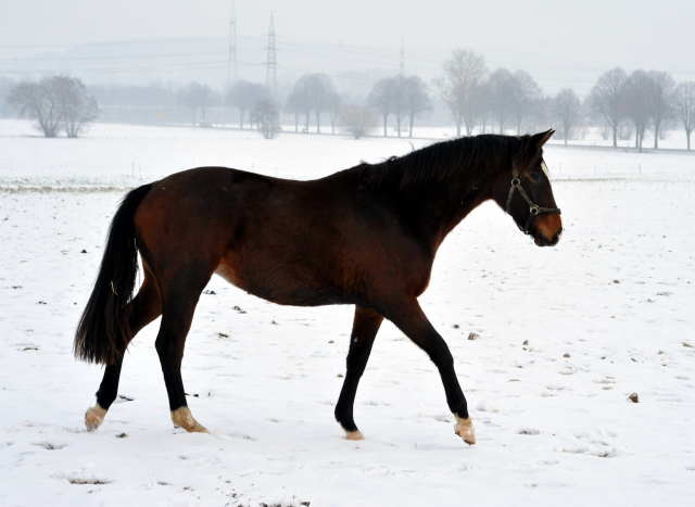 Die Stuten auf der Feldweide - 7. Januar 2016  im
Trakehner Gestt Hmelschenburg