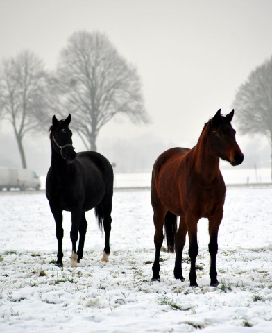 Die Stuten auf der Feldweide - 7. Januar 2016  im
Trakehner Gestt Hmelschenburg