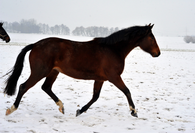 Trakehner Stute Karida von Oliver Twist u.d. Prmien- und Staatsprmienstute Karena v. Freudenfest  - Foto: Beate Langels, Trakehner Gestt Hmelschenburg