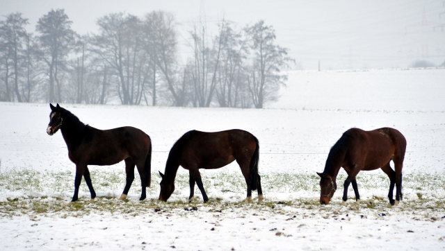 Die Stuten auf der Feldweide - 7. Januar 2016  im
Trakehner Gestt Hmelschenburg