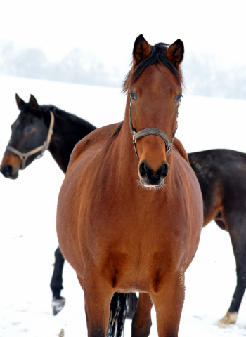 Die Stuten auf der Feldweide - 7. Januar 2016  im
Trakehner Gestt Hmelschenburg