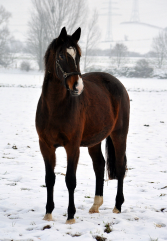 Die Stuten auf der Feldweide - 7. Januar 2016  im
Trakehner Gestt Hmelschenburg