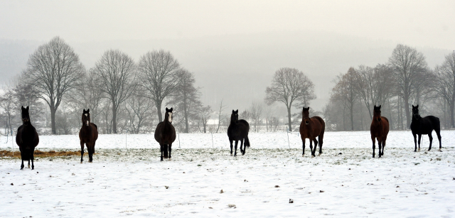 Die Stuten auf der Feldweide - 7. Januar 2016  im
Trakehner Gestt Hmelschenburg