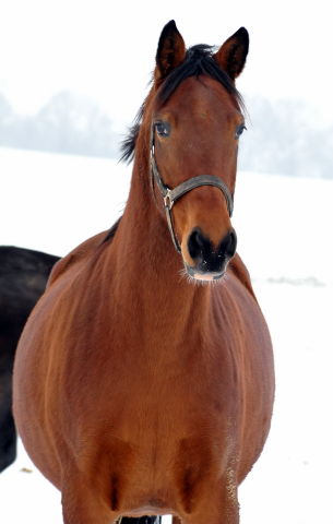 Die Stuten auf der Feldweide - 7. Januar 2016  im
Trakehner Gestt Hmelschenburg