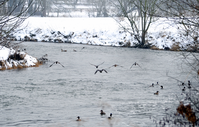 Die Stuten auf der Feldweide - 7. Januar 2016  im
Trakehner Gestt Hmelschenburg