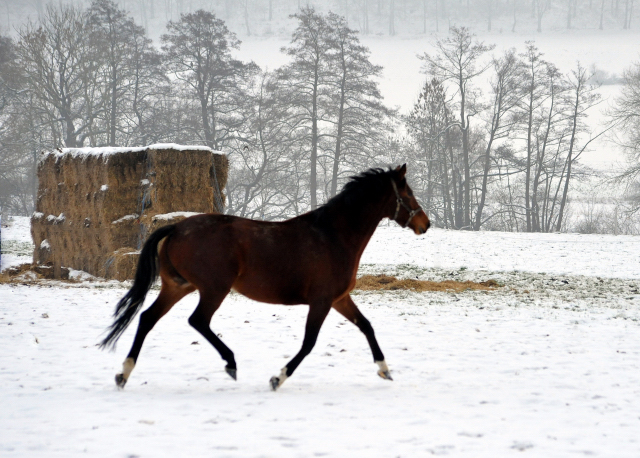 Die Stuten auf der Feldweide - 7. Januar 2016  im
Trakehner Gestt Hmelschenburg