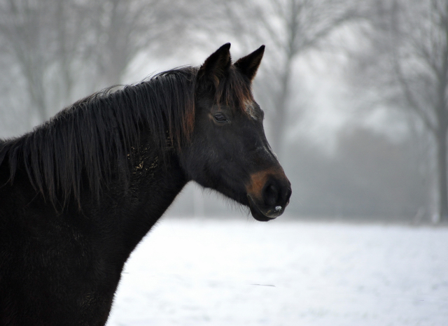 Die Stuten auf der Feldweide - 7. Januar 2016  im
Trakehner Gestt Hmelschenburg