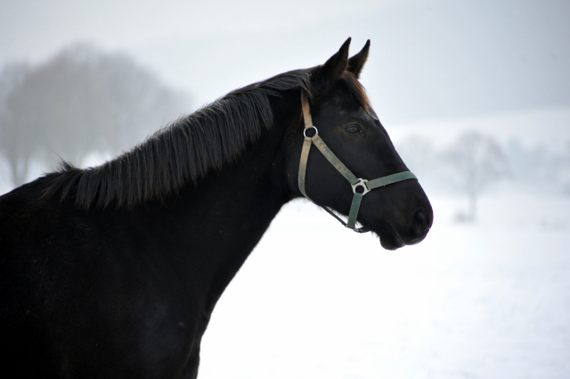 Die Stuten auf der Feldweide - 7. Januar 2016  im
Trakehner Gestt Hmelschenburg