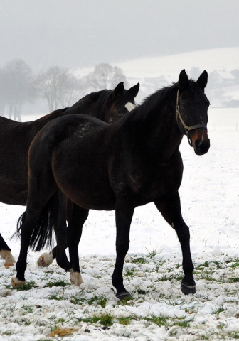 Die Stuten auf der Feldweide - 7. Januar 2016  im
Trakehner Gestt Hmelschenburg