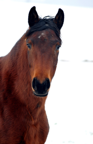 Die Stuten auf der Feldweide - 7. Januar 2016  im
Trakehner Gestt Hmelschenburg