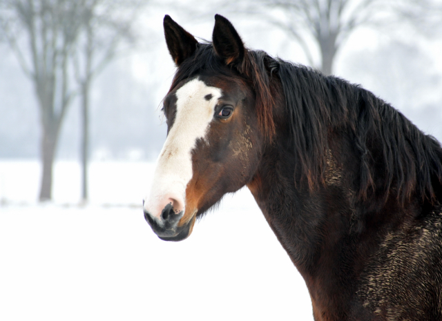 Die Stuten auf der Feldweide - 7. Januar 2016  im
Trakehner Gestt Hmelschenburg