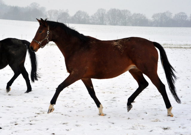 Die Stuten auf der Feldweide - 7. Januar 2016  im
Trakehner Gestt Hmelschenburg