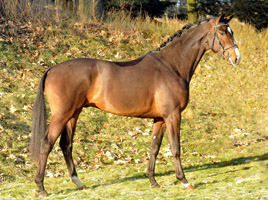 Trakehner Hengst Grand Corazn - 2,5jhrig