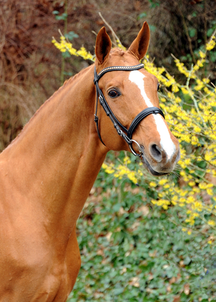  in Hmelschenburg  - Foto: Beate Langels - Trakehner Gestt Hmelschenburg