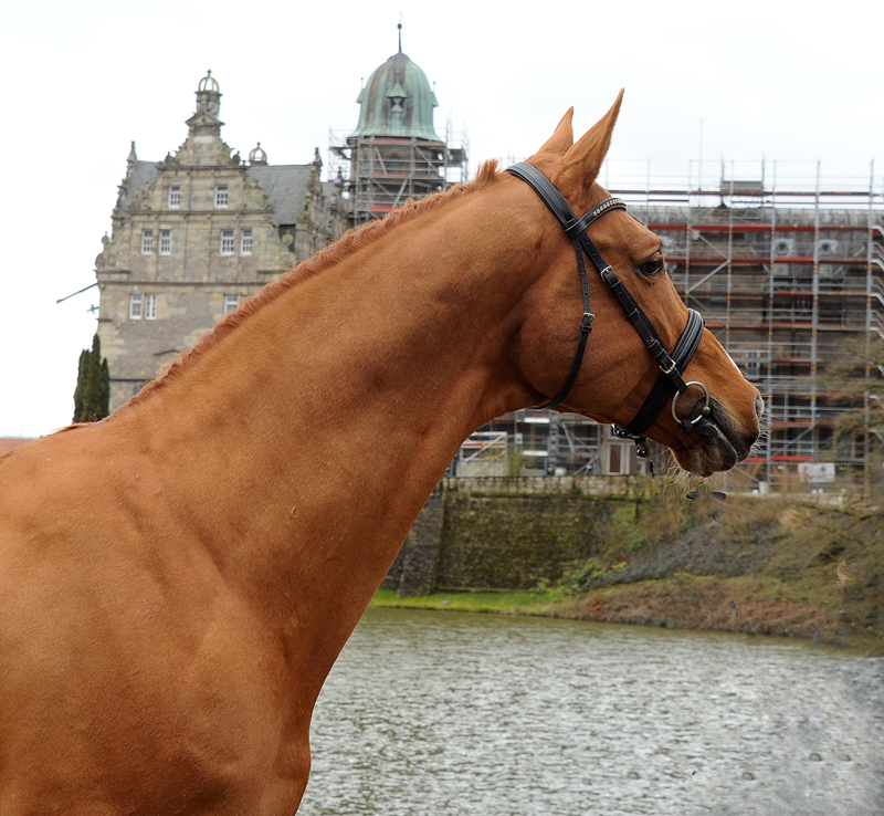 Glcksruf in  in Hmelschenburg  - Foto: Beate Langels - Trakehner Gestt Hmelschenburg
