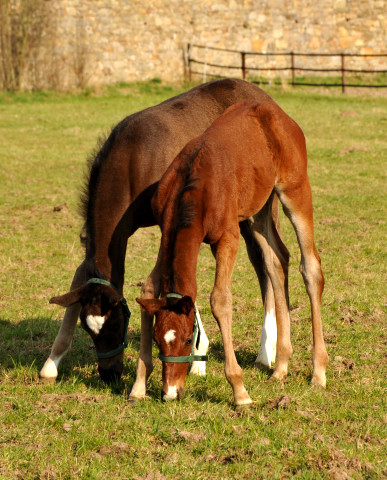 Hengstfohlen von Saint Cyr - Foto Beate Langels