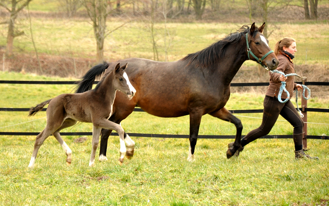 Hengstfohlen von De Niro u.d. Schwalbendiva von Totilas - Foto: Beate Langels - Trakehner Gestt Hmelschenburg