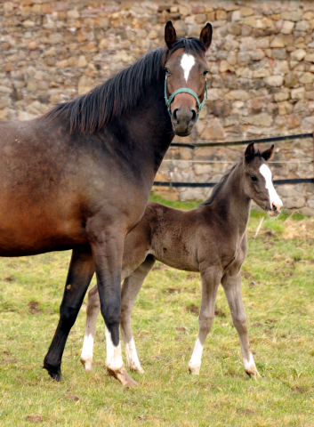 Hengstfohlen von De Niro u.d. Schwalbendiva von Totilas - Foto: Beate Langels - Trakehner Gestt Hmelschenburg