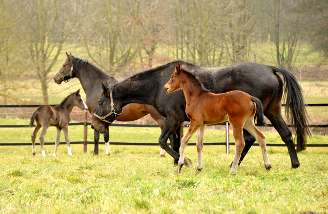 Stutfohlen von Oliver Twist u.d. Elitestute Vicenza v. Showmaster - Foto: Beate Langels - Trakehner Gestt Hmelschenburg