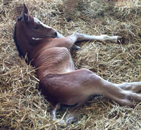 Stutfohlen von Saint Cyr - Foto: Privat