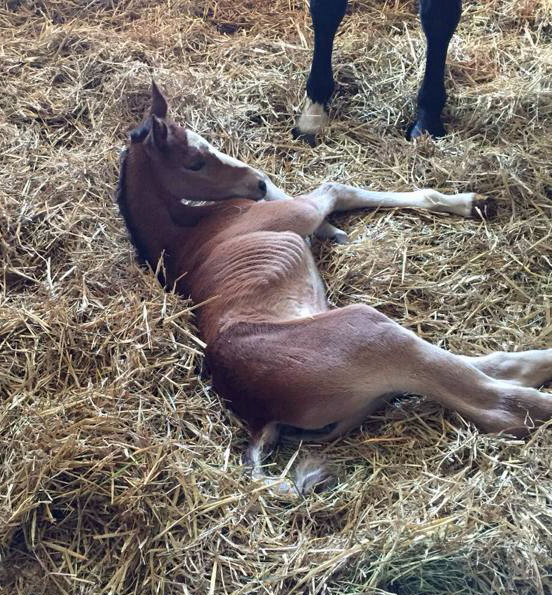 frisch auf der Welt: Stutfohlen von Saint Cyr u.d. Princess B von Coriander - Foto: Linse