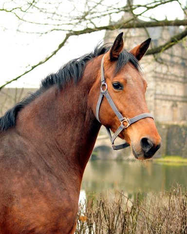 Trakehner Stute Giulietta von Saint Cyr u.d. Pr. u. St.Pr.St. Guendalina von Red Patrick xx