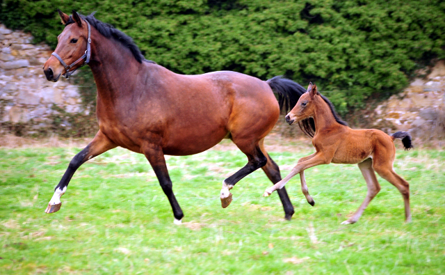 Giulietta v. Saint Cyr mit ihrer drei Tage alten Tochter v. Shavalou - Trakehner Gestt Hmelschenburg - Foto: Beate Langels