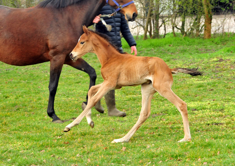 Drei Tage alt: Stutfohlen von Zauberdeyk u.d. Pr.u.StPrSt. Katniss Everdeen v. Saint Cyr
 - Trakehner Gestt Hmelschenburg - Beate Langels - Foto: Beate Langels